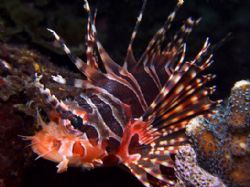 Lionfish in Taiwan ... Still amazed how much more detail ... by Alex Tattersall 